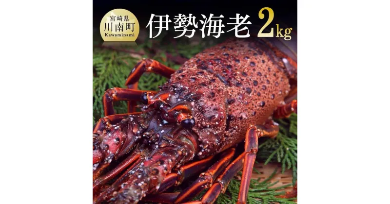 【ふるさと納税】《先行予約》担当者厳選！伊勢海老2.0kg（2〜8尾） – イセエビ 伊勢えび 魚介類 味噌汁 刺身 ボイル 焼き 宮崎県 川南町 送料無料 D04403