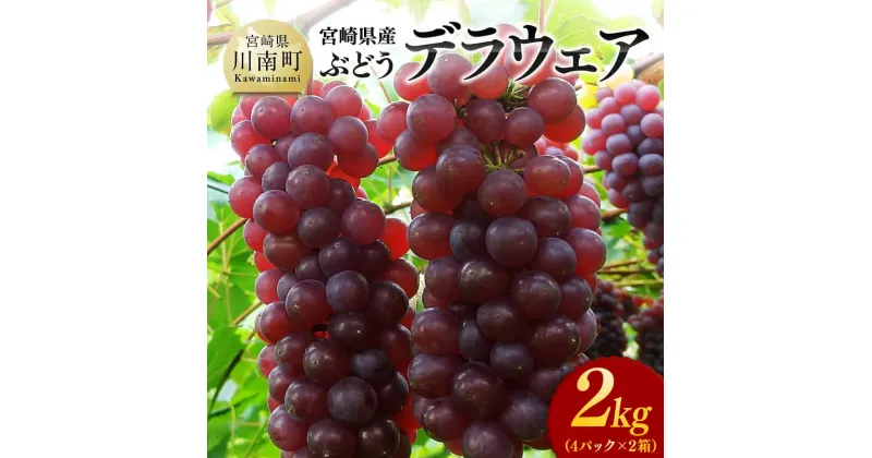 【ふるさと納税】【令和7年発送】宮崎県産ぶどう　デラウェア2kg – 先行予約 フルーツ 先行受付 ブドウ 期間限定 葡萄 数量限定 九州産 宮崎県産 川南町産 D04702