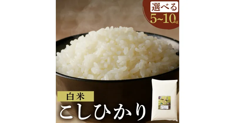 【ふるさと納税】 新米 コシヒカリ 内容量が選べる 5kg 10kg お米 ご飯 国産 都農町産 食品 ライス 白米 白飯 主食 エネルギー ごはん おにぎり お弁当 おすすめ 甘い 人気 お試し 精米 グルメ 宮崎県 お取り寄せ 送料無料