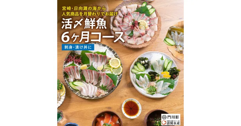 【ふるさと納税】【北海道・離島配送不可】＜定期便・全6回(連続)＞旬の鮮魚(6ヶ月コース)お刺身 お刺し身 魚介 海鮮 漬け丼 ブリ ぶり ヒラメ 真鯛 シマアジ カンパチ お楽しみ【AP-47】【日向屋】