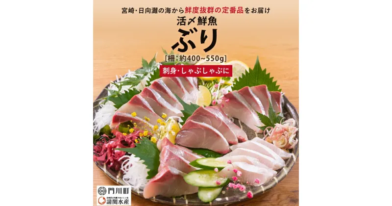 【ふるさと納税】【北海道・離島配送不可】日向灘活き締めぶりのお刺身(約400～550g)魚介 魚 旬 海鮮 ブリ 鰤 ぶり柵 刺身 しゃぶしゃぶ 冷蔵 宮崎県 門川町【AP-34】【株式会社 日向屋】