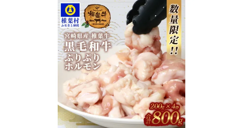 【ふるさと納税】宮崎県産 椎葉牛 ぷりぷりホルモン（小腸）200g×4P（800g）|送料無料 牛 肉 人気 黒毛和牛 和牛 国産牛 国産 ブランド牛 A5等級 お中元 贈り物 ギフト プレゼント BBQ キャンプ 冷凍 焼き肉 牛モツ モツ鍋 モツ 鍋 ぷりぷり やきにく アウトドア ホルモン|