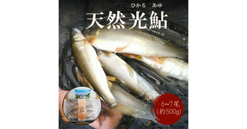 【ふるさと納税】【数量限定】 宮崎県 美郷町 天然 鮎 約500g [小丸川天然鮎工房hikaru 宮崎県 美郷町 31af0005] 数量限定 あゆ アユ 急速 冷凍 宮崎県産 小丸川 送料無料