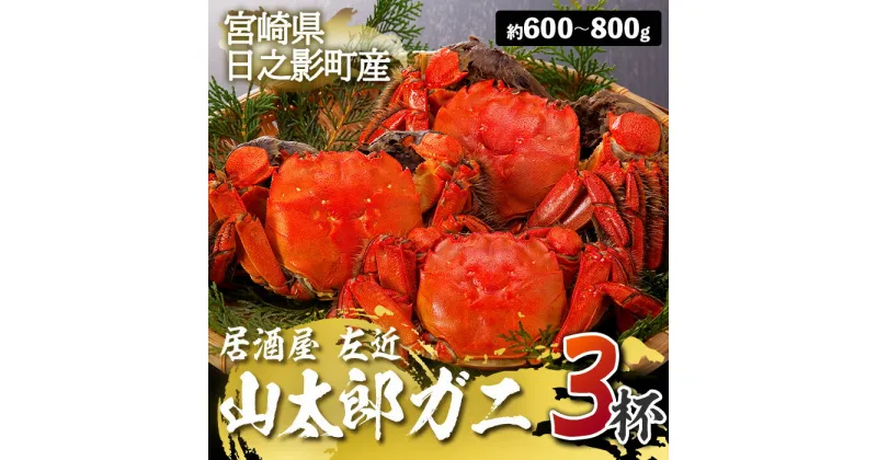 【ふるさと納税】＜期間限定＞山太郎ガニ(3杯・約600g-800g)海鮮 魚介類 蟹 カニ モクズガニ【SK001】【居酒屋 左近】