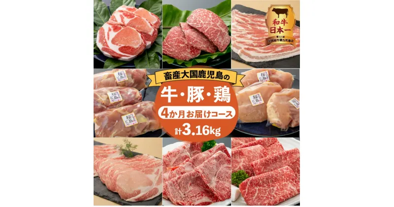 【ふるさと納税】和牛日本一！【 岩元精肉店 】先行予約 定期便 厳選 4か月 お届け コース 計3.16kg セット バラエティ 肉 精肉 牛 豚 鶏 黒毛和牛 黒豚 桜島どり ステーキ ロース モモ むね バラ 鹿児島 おすすめ ランキング プレゼント ギフト