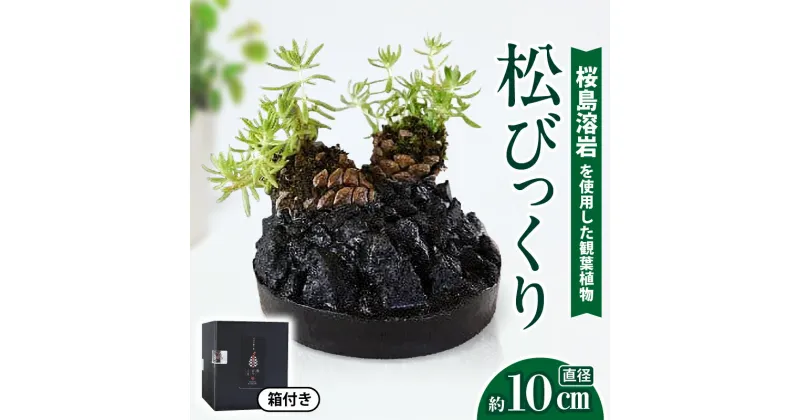 【ふるさと納税】 ミニ 観葉植物 松びっくり 溶岩土台 松ぼっくり 苔植物 火山の贈り物 桜島 溶岩 松 火山灰 黒松 マンネングサ 多肉植物 万年草 置物 インテリア グリーン モダン 苔 コケ ミニ サイズ 久保山農園 鹿児島 鹿児島市 おすすめ ランキング プレゼント ギフト