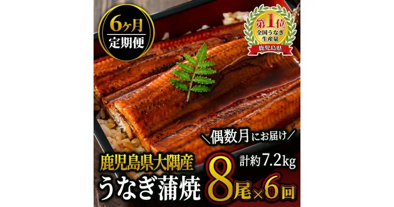 【ふるさと納税】 【定期便全6回・偶数月にお届け】 鹿児島県大隅産うなぎ蒲焼(計1.2kg・8尾、たれ・山椒付き)×6ヶ月 ＜国産＞ 無頭 ウナギ 蒲焼き 真空パック 急速冷凍 鰻丼 鰻重 ひつまぶし 鰻【大隅地区養まん漁業協同組合】