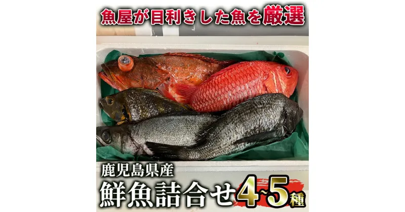 【ふるさと納税】鹿児島県産鮮魚詰合せセット 約5.6kg(4～5尾) 真鯛 真アジ カンパチ キダイ チダイ アオリイカ などの旬の魚をお届け！　海産物 魚介 さしみ 刺身 セット 鯛 生魚 煮魚 カルパッチョ 国産【イズミダ】