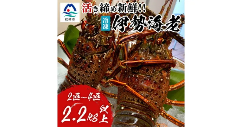 【ふるさと納税】枕崎港水揚げ!　活〆冷凍 【伊勢海老】 2～4匹 計約2.2kg E0-14【配送不可地域：離島】【1470872】