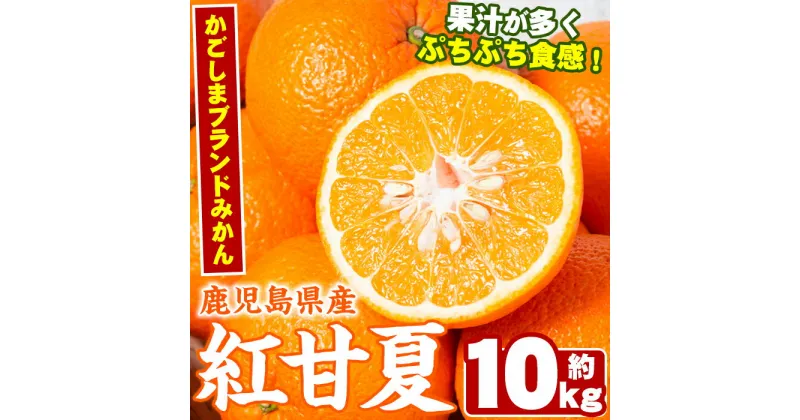 【ふるさと納税】数量限定！鹿児島県産紅甘夏みかん(約10kg・28玉〜32玉)国産 果物 フルーツ【鹿児島いずみ農業協同組合】a-13-43