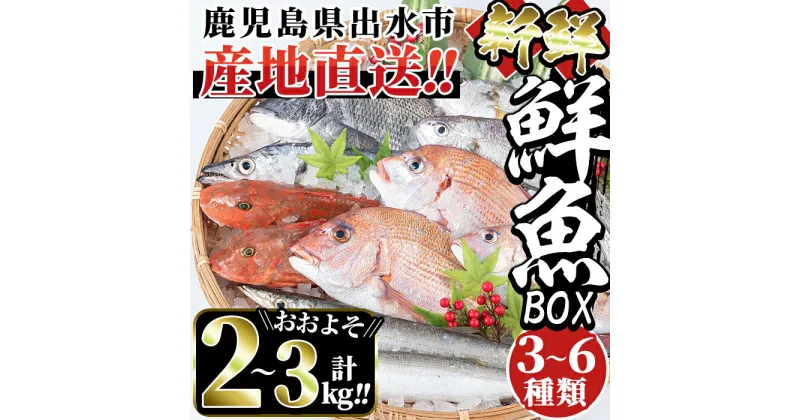 【ふるさと納税】出水の鮮魚おためしBOX(約2〜3kg程度・3〜6種類)魚 鮮魚 鹿児島県 出水近海 お寿司 煮付 料理 旬 何が届くかはお楽しみ 詰め合わせ 詰合せ 冷蔵【出水はやし】