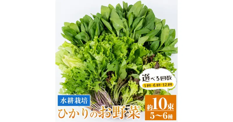 【ふるさと納税】＜回数を選べる！＞ひかりのお野菜(約10束・5〜6種 / 1回・6回・12回 ) 連続月 隔月 野菜 やさい 葉物 旬 定期便 ほうれん草 水菜 チンゲン菜 小松菜 リーフレタス ルッコラ 水耕栽培 ミックスリーフ 山東白菜 何が届くかはお楽しみ【ひかりの郷】