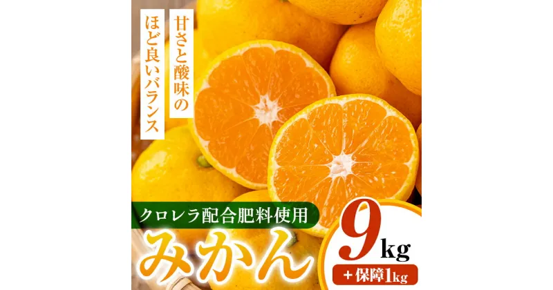 【ふるさと納税】＜2024年10月中旬～11月下旬の間に発送予定＞ クロレラ みかん （温州みかん・9kg＋傷み保証1kg) ミカン みかん クロレラ 健康食品 温州みかん くだもの 果物 【黄龍農園】