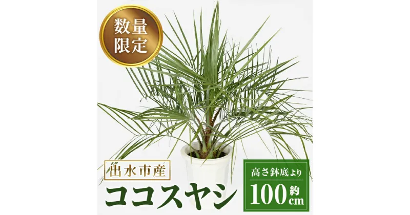 【ふるさと納税】＜毎月数量限定＞ココスヤシ(鉢底より高さ約100cm) 植物 観葉植物 ココスヤシ 国内産 インテリア グリーン 自然 緑 ギフト 贈り物 数量限定【kurk PLANT LEATHER】