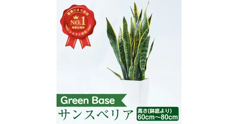 【ふるさと納税】サンスベリア・ローレンティー(鉢底より60cm～80cm)南国鹿児島県で育った 観葉植物！※北海道・沖縄・離島配送不可※ 植物 鉢付 インテリア 室内 オフィス おしゃれ プレゼント ギフト【GreenBase】