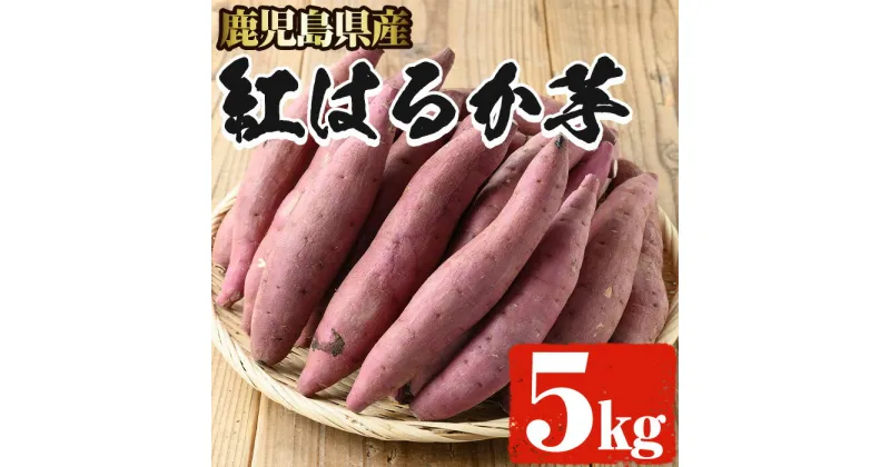 【ふるさと納税】糖度抜群あま〜い!「紅はるか芋」(約5kg) 芋 イモ いも 紅蜜芋 さつまいも サツマイモ 指宿産 鹿児島県産 【岡村商店】