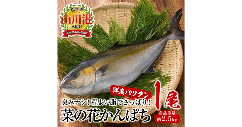 【ふるさと納税】指宿産ブランド・菜の花かんぱち(1尾・約2.5kg) 魚 カンパチ 真空パック 刺身 煮物 鮮魚 指宿市 かんぱち 魚介 海鮮【指宿山川水産合同会社】