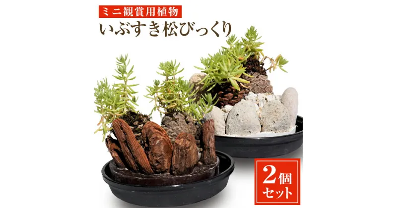 【ふるさと納税】ミニ観賞用植物 『いぶすき松びっくり』(2個) 鹿児島 指宿 植物 ミニ 小ぶり グリーン インテリア 室内 ネイチャーアート おしゃれ 【就労継続支援B型事業所ほーぷ】