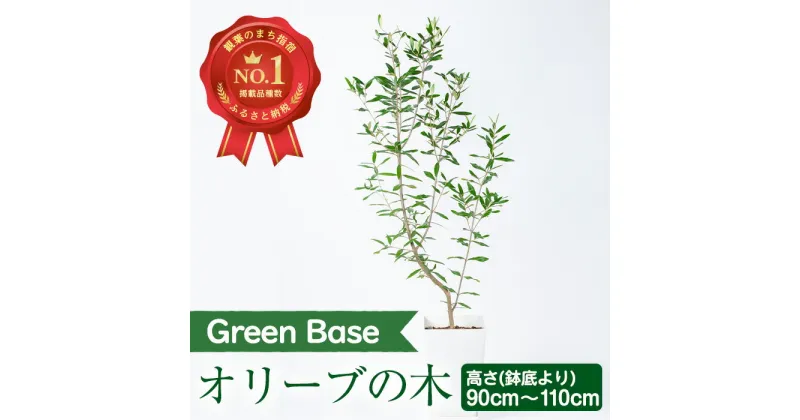 【ふるさと納税】オリーブの木(鉢底より90cm～110cm) ※北海道・沖縄・離島配送不可※ 観葉植物 植物 8号 鉢付 室内 オフィス おしゃれ プレゼント ギフト 開店祝い 移転祝い シンボルツリー マイナスイオン【GreenBase】