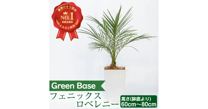 【ふるさと納税】フェニックス・ロベレニー(60cm～80cm)南国鹿児島県で育った 観葉植物！※北海道・沖縄・離島配送不可※ 植物 鉢付 インテリア 室内 オフィス おしゃれ プレゼント ギフト 開店祝い 移転祝い 贈答 お祝い 特産品 指宿 指宿市 南国 お部屋 【GreenBase】