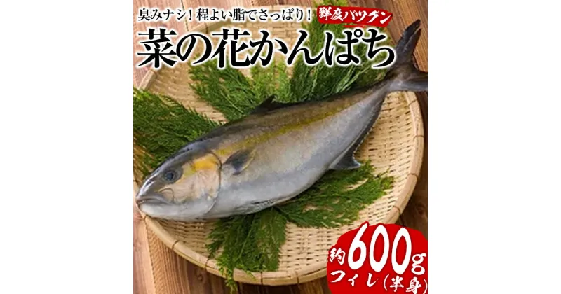 【ふるさと納税】朝〆発送！菜の花かんぱちフィレ1パック半身(約600g) カンパチ フィレ 切り身 菜の花 刺身 真空 パック 骨抜き 魚 海鮮 魚介 【指宿山川水産合同会社】