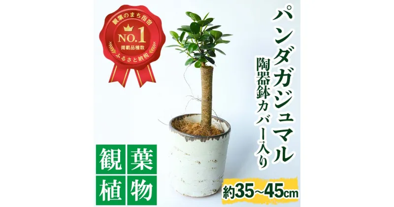 【ふるさと納税】【観葉植物】前園植物園と指宿の陶芸家がコラボ！パンダガジュマル(35cm～45cm 陶器鉢カバー入り)※北海道・沖縄・離島配送不可※ 観葉植物 インテリア 贈答用 贈答品 ギフト 緑 プレゼント 開店祝い　【前園植物園】